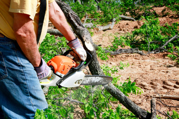 Emergency Storm Tree Removal in Southwest Ranches, FL